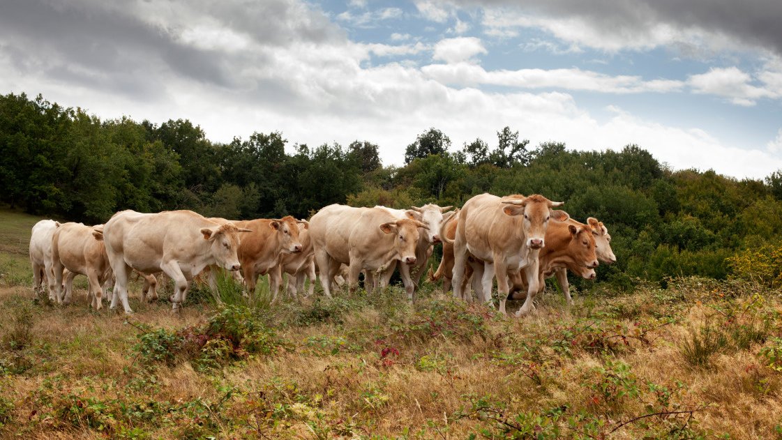 Interbev tweet media