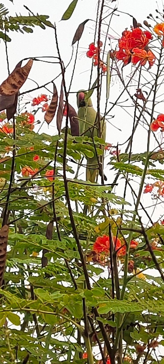 4_Simplicity_'s tweet image. Twinning! 💚🧡
#Clicked