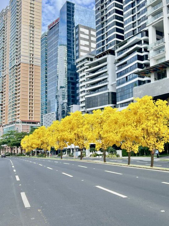 Hoy sembramos las semillas de nuestro futuro mas brillante ⭐️
Felicito a <a href="/salvadoraviad/">Salvador Aviad Cattan</a> por la iniciativa de plantar 1,000 guayacanes a lo largo de la Avenida Balboa. Gracias a las empresas privadas que donaron los plantones y los ciudadanos y miembros del gobierno que