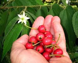 Tito Ampol tweet media