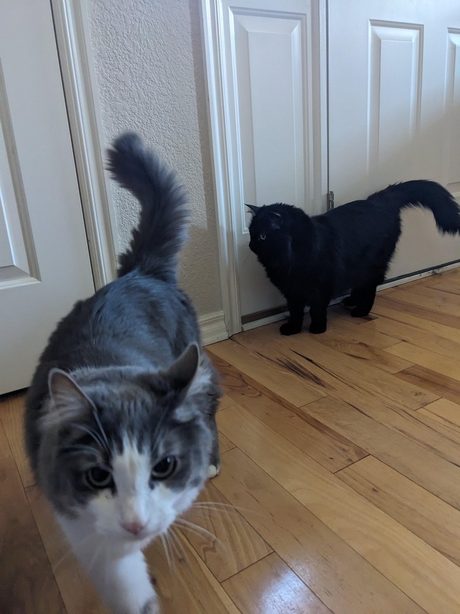 hinderingpaws's tweet photo. 🐈⬛🐈😸😸😸😸🐈⬛🐈On our way to being in the way 🐈⬛🐈😸😸😸😸🐈⬛🐈
#CatsofTwittter
#datacats
#CatsOfX
#supervising https://t.co/zEz8y2xMsg
