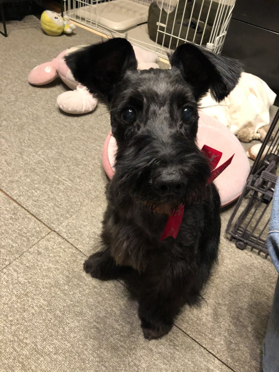 khrn0607's tweet photo. 13歳なりたてほやほやのお犬様が『血管肉腫』という完治の方法がない癌らしく。
抗がん剤治療をしなければ早くて余命1ヶ月とのこと。
治療しても半年。

家族で話し合って、いつか来るその瞬間までいつも通り抱きしめてあげたいという思いから抗がん剤治療はしないことに🫶

これからもよろしくね🐕‍🦺 https://t.co/zkHc5j8gIW