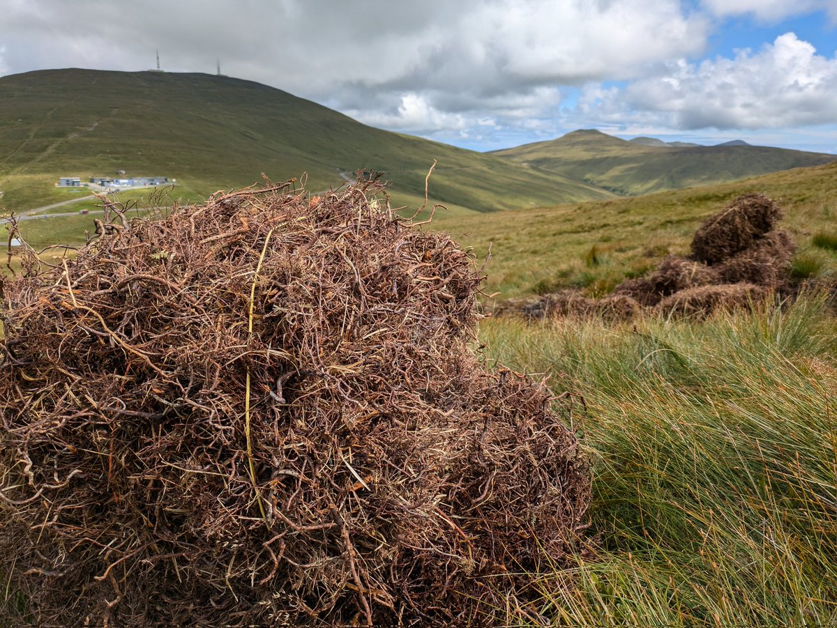 Heather bales are now on site ready for our work party tomorrow 😊. We have a small group of volunteers who have kindly agreed to help spread heather brash and coir netting over reprofiled peat hags, helping to establish vegetation 🌿