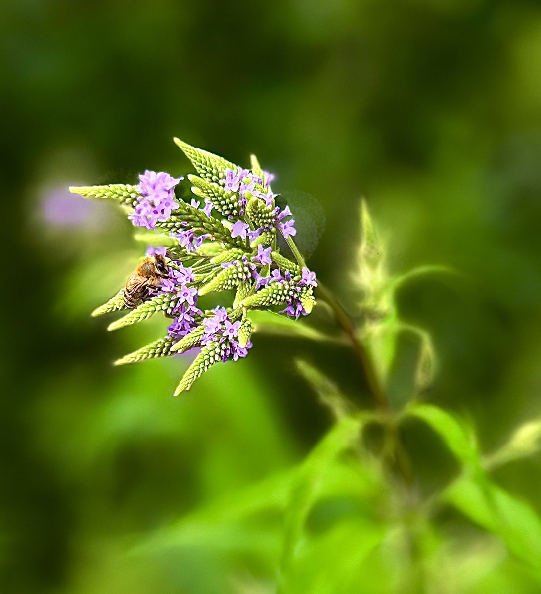 r_fototkr's tweet photo. Morning!
#verbenahastata #bluevervain #onmywalk #pollinatorflowers #beesandblooms #GardeningTwitter #gardenersworld https://t.co/QkHNUAjI8c