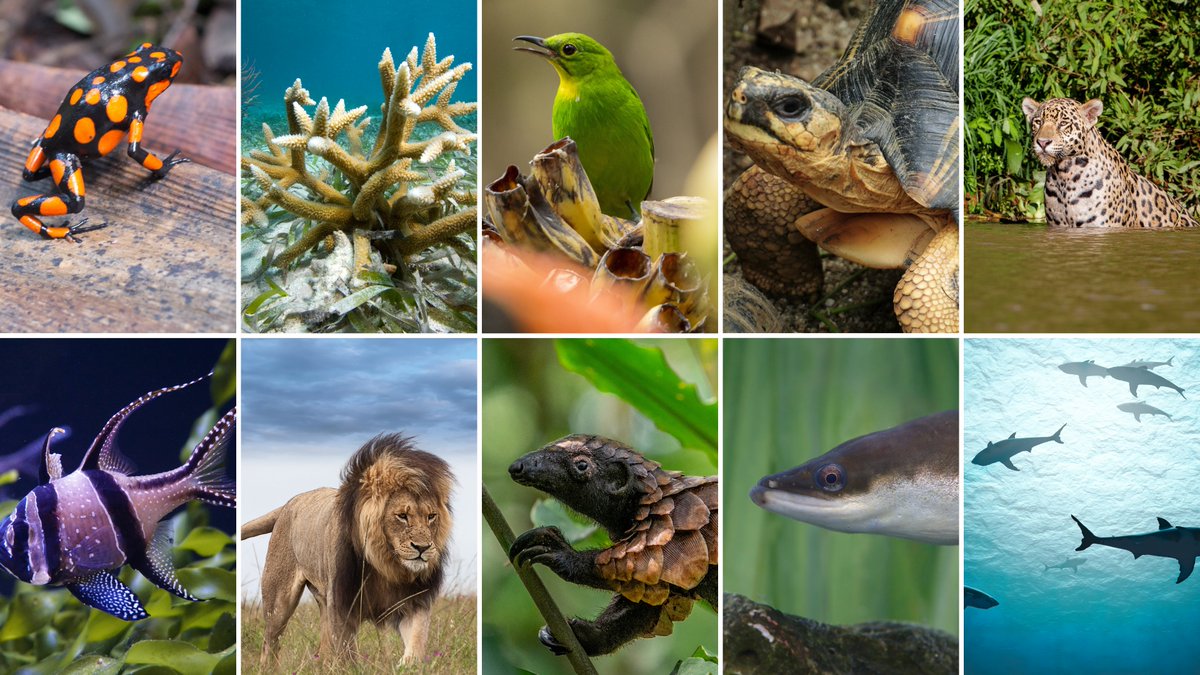 #PressRelease 📰 | Upcoming CITES Animals Committee meeting (#AC33🐾) to ...