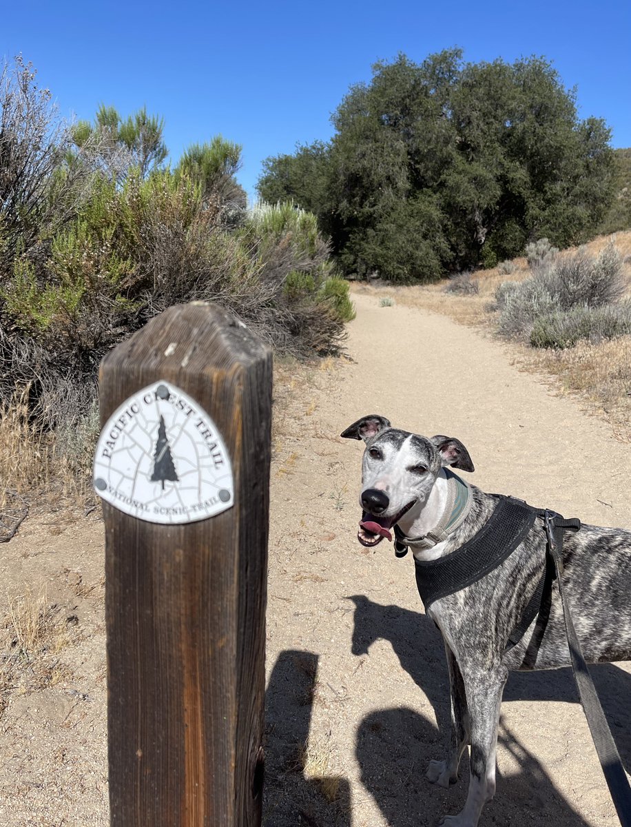 HartRous's tweet photo. @CoraTheWhippet https://t.co/rQLNsy4Rz1