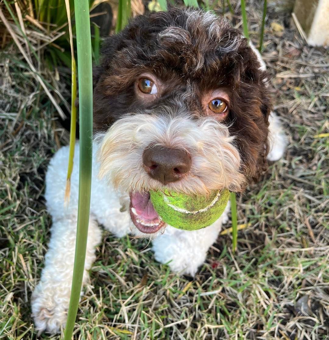 pet_hairy's tweet image. Can you please throw the ball? I brought it over for you. #hairypoppinspetsitting #dogs #throwtheball