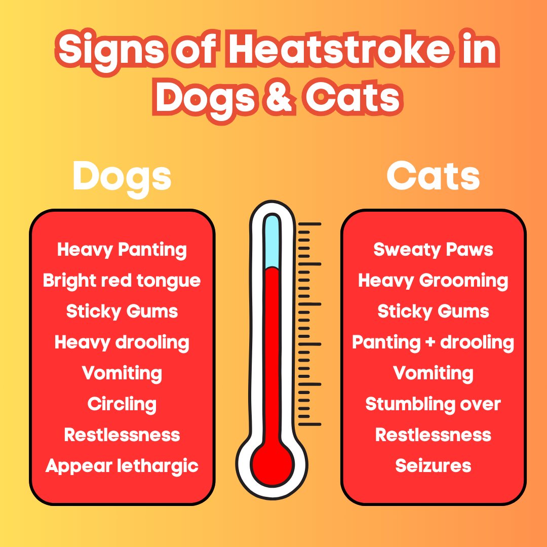 Dragon_Vets's tweet photo. Signs of heatstroke in Dogs and Cats:

if you're worried about your pet please contact your local branch https://t.co/KGI8q4ZqTc