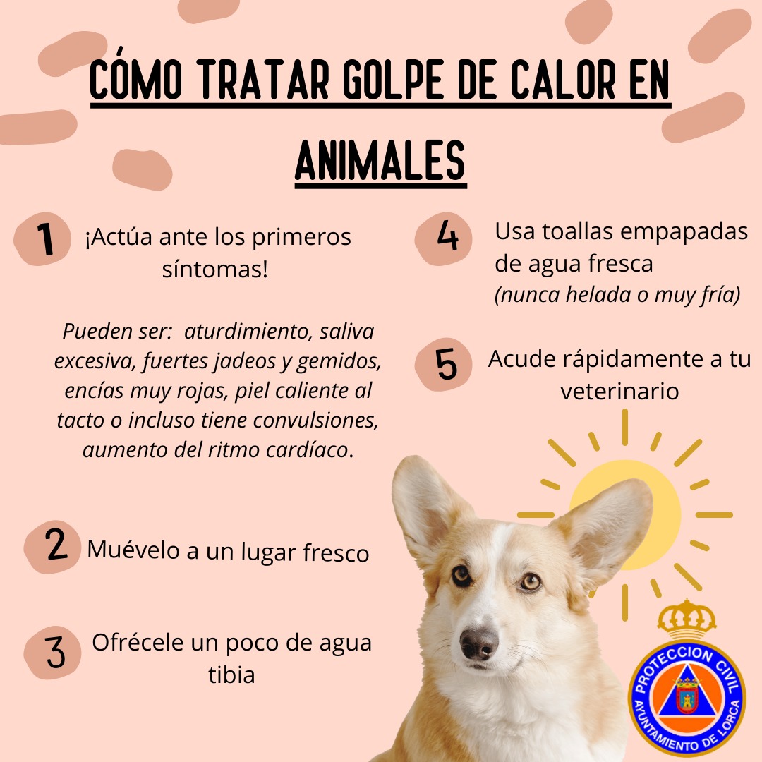 avpclorca's tweet photo. 🐶☀️🐱  ¡Cuidado con el calor, peludos! 🐶☀️🐱

En verano, nuestros amigos de cuatro patas también sufren con las altas temperaturas. 🥵

¡Su salud es primordial y su bienestar es nuestra responsabilidad! ❤️🐾 

#ProtecciónCivil 
#GolpesDeCalor 
#MascotasSeguras
#Familia
#Lorca https://t.co/sJy3zq0hZQ