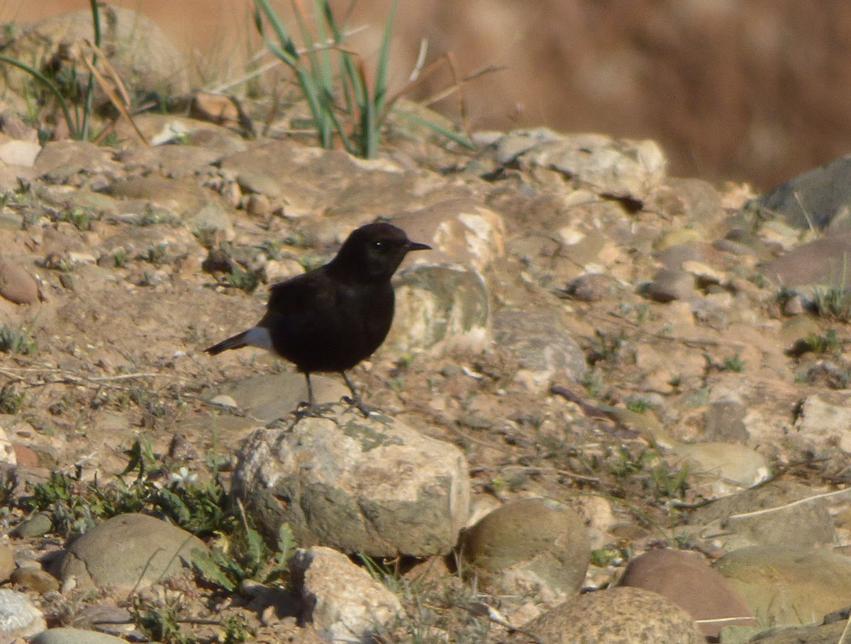 BCNbirding's tweet photo. 4 of the 8 species of Wheatears to be seen in our tour in Morocco next March. Left to right.

1, White-crowned Black Wheatear
2, Desert Wheatear
3, Black Wheatear
4, Maghreb Wheatear 

Very looking forward to be back there. Last vacancies!!
#birds #birding https://t.co/NIuvY0KAk8