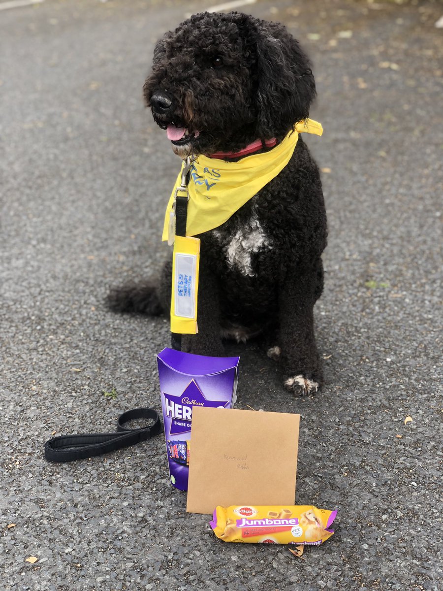 Last day of term vibe for Rose &amp; Co. dog and todays school visit. She met with lots of the children that she’s been helping this school year and even managed a game of treasure hunt in the sunshine. 

She’s in demand too, back again in September!