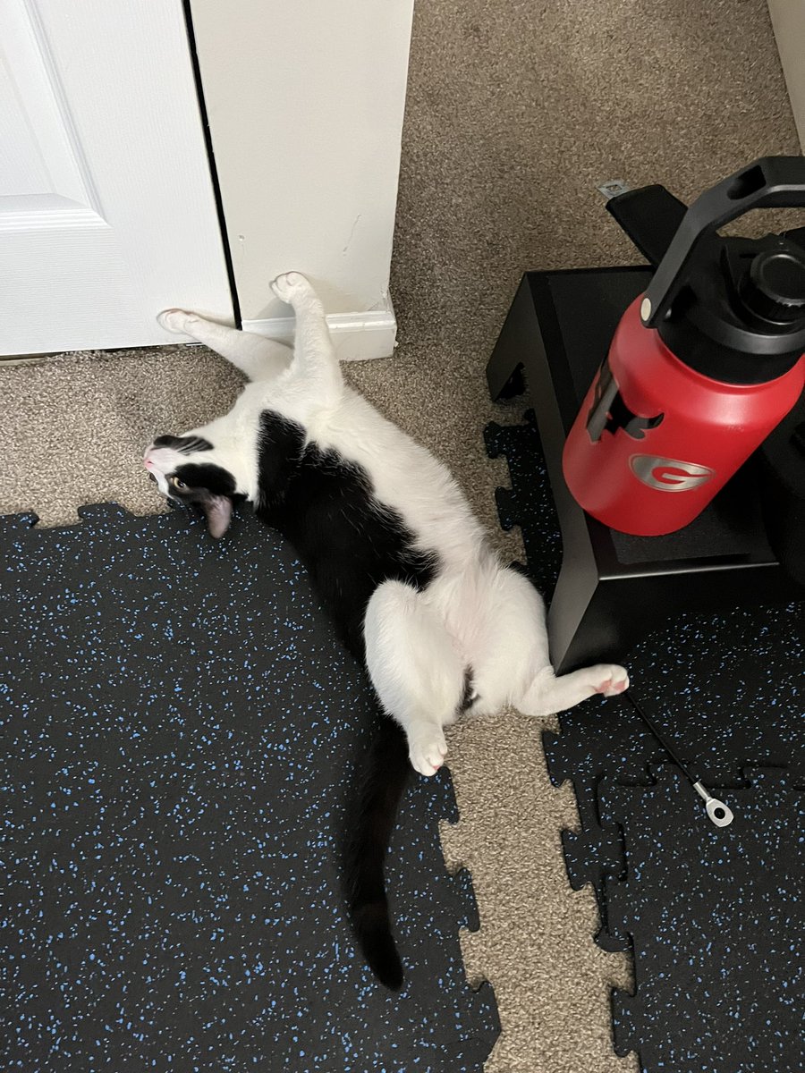TheBoozerweight's tweet photo. Before and after leg day. #fitness #BodyCat #CatsOfX https://t.co/adbPDD1ZX2