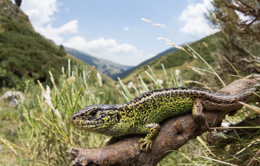 soccatherp's tweet photo. Avui us venim a parlar d’un dels rèptils més amenaçats de Catalunya: el llangardaix pirinenc (Lacerta agilis garzoni)🦎 

Llegiu aquest enfilall per conèixer aquest rèptil tan especial que tenim al nostre territori.👇🏽🧵 https://t.co/imW5L8ui0r