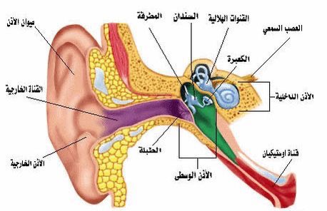 Elsayed_Isma3L's tweet photo. النهاردة هنتكلم عن حاجة مهمة وشائعة عند ناس كتير، وهي التهاب الأذن الوسطى. 
•التهاب الأذن الوسطى يعني إيه؟
هو عدوى بتحصل في المنطقة الوسطى من الأذن، ودي المنطقة اللي ورا طبلة الأذن. 
المنطقة دي فيها عضم صغير بيساعد في نقل الصوت من الأذن الخارجية للأذن الداخلية. https://t.co/ZzUQb6pDZi