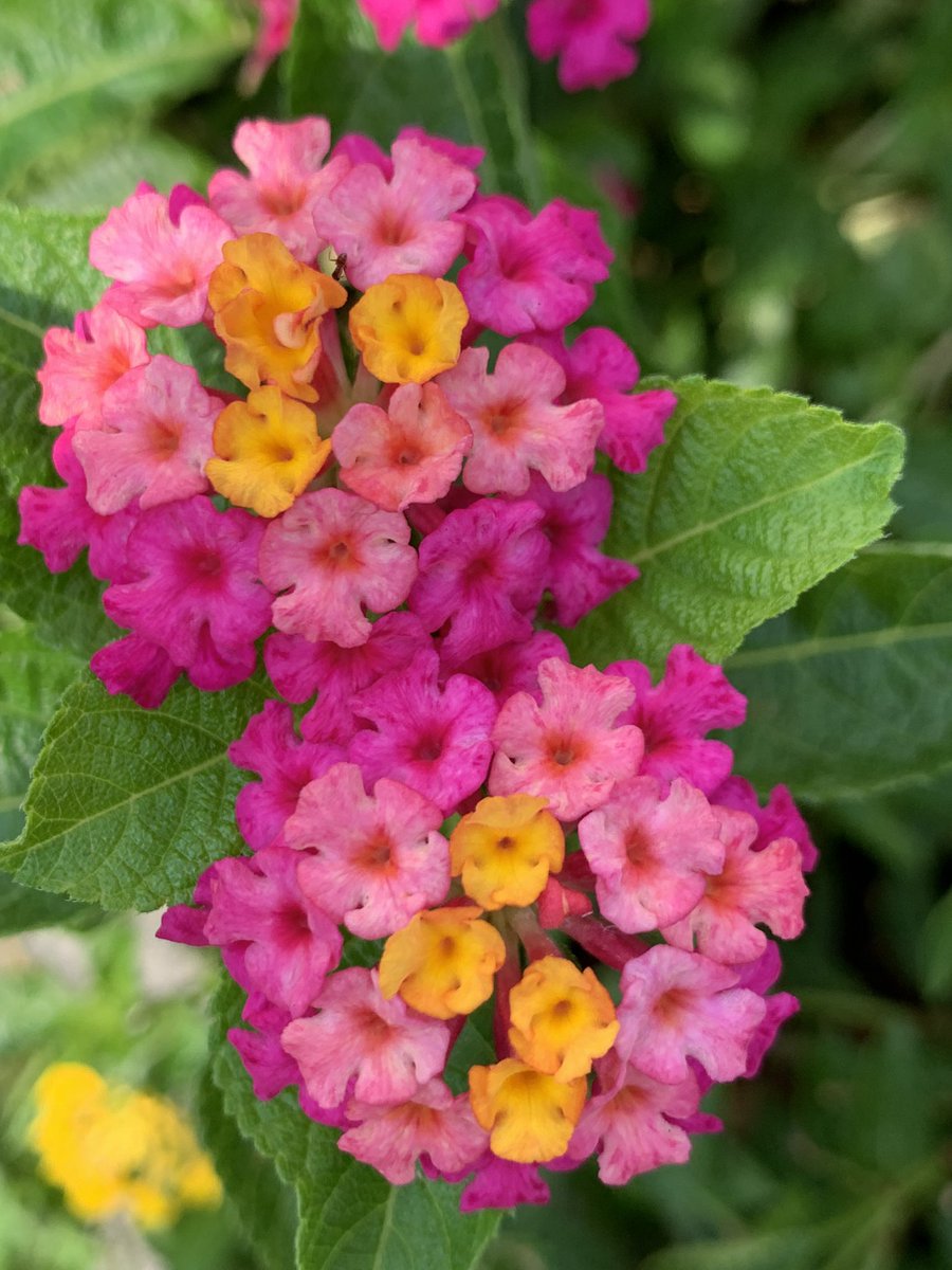 vinh khoa quach tweet media