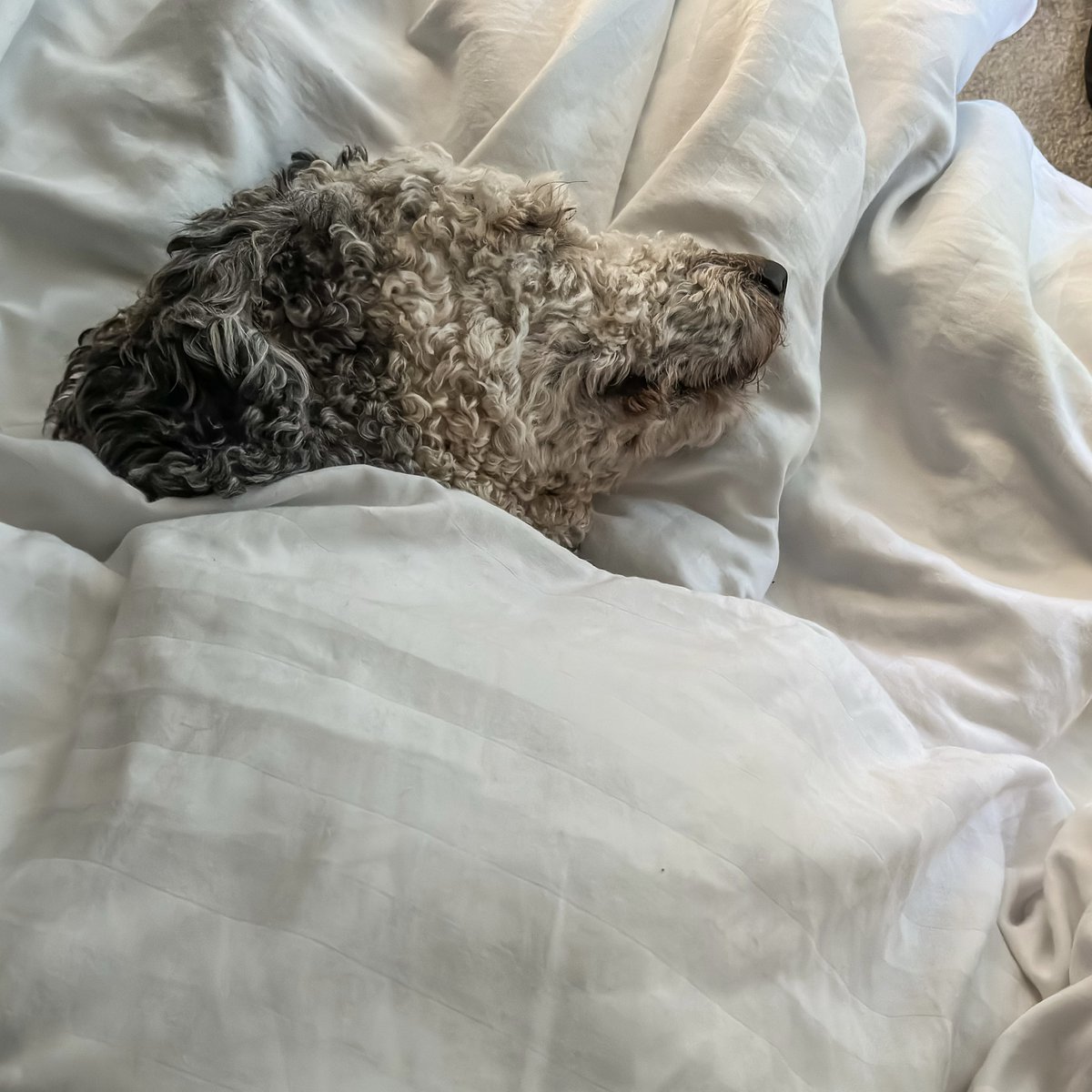 PawsOfAwe's tweet photo. I spent last week with Baxter the awesome Doodle. AKA the "face" of my photography. He worked so hard helping me with content and ideas, most mornings he needed an extra long lie in.
How cute is a tucked up sleepy Doodle? The answer is too cute.
#dog #pawsofawe #dogphotographer https://t.co/HUuuBkBdGJ