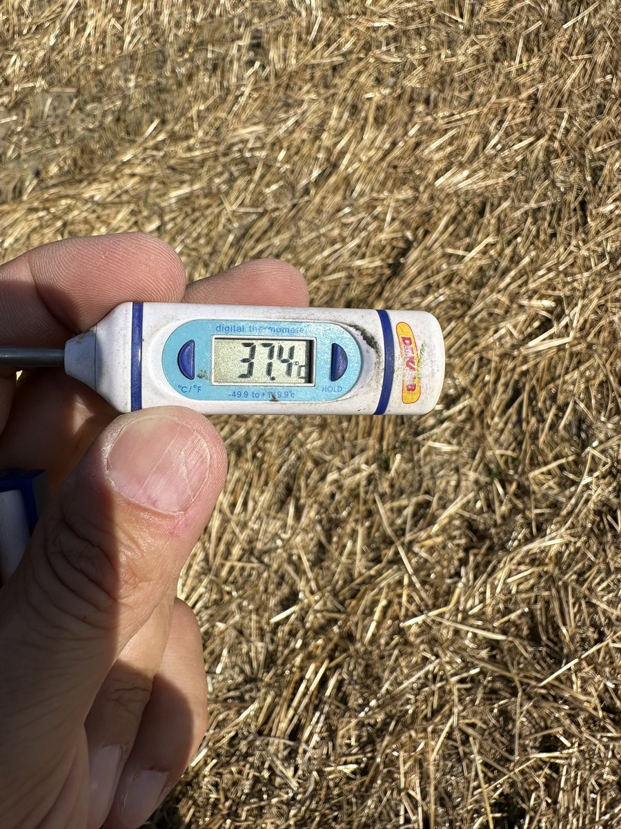 Winter crops harvest done!✅
Good yields!
Spring crops are extremely suffering!😓