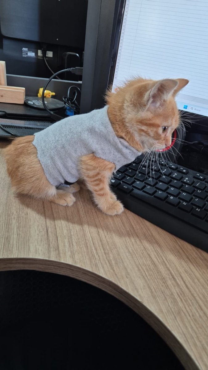 ¡SE PERDIÓ OSCAR! 
No es un gatito naranja cualquiera, él tiene ropa. 
Si alguien lo ve, por favor que lo agarre y me avise 🥹
Zona José A. Flores y Kubitschek