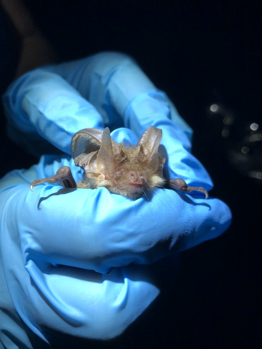 quantockhills's tweet photo. This week marked the start of the Quantock Hills Bat Monitoring season. The weather has not been great, but we still recorded a decent number of a variety of species 👍🦇
Many thanks to all the volunteers who are getting involved with this 🤩
#batmonitoring
#quantockhillsnl https://t.co/p6DOSE0oib
