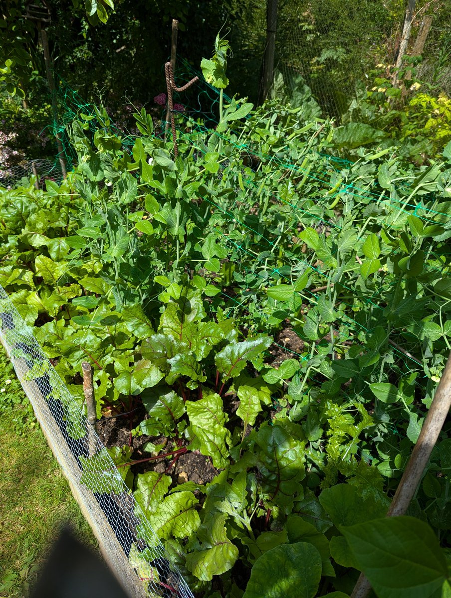 Ex Polytunnelhermit 🌿 tweet media