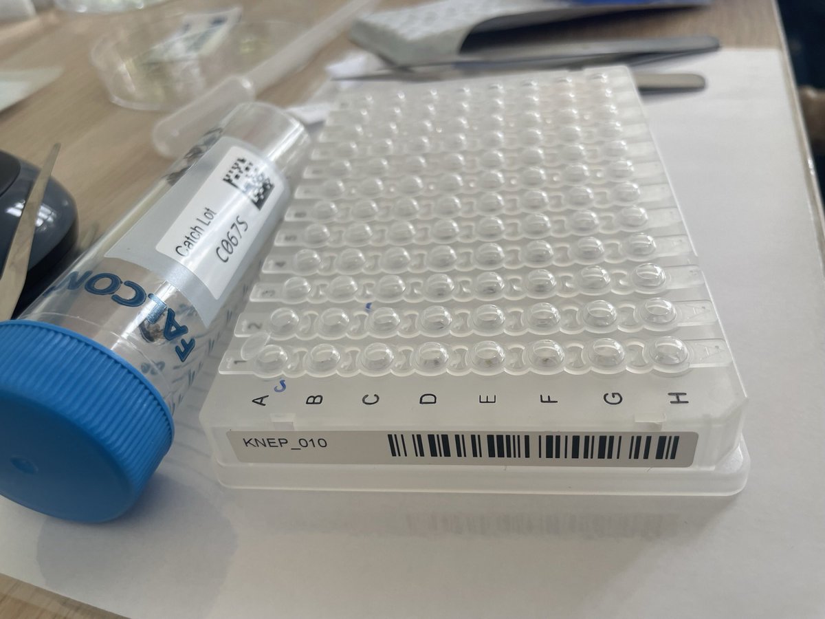 Dr Erica McAlister (@flygirlnhm) on Twitter photo From malaise to pot to plate - @miss_lenoir & I have processed the first 3 <a href="/BIOSCAN_UK/">BIOSCAN in the UK</a> samples from this <a href="/opwall/">Operation Wallacea</a> field season at @KneppWilding
It’s nice knowing that the Sciaridae/Cecidomyiidae are going to be barcoded From malaise to pot to plate - @miss_lenoir & I have processed the first 3 <a href="/BIOSCAN_UK/">BIOSCAN in the UK</a> samples from this <a href="/opwall/">Operation Wallacea</a> field season at @KneppWilding
It’s nice knowing that the Sciaridae/Cecidomyiidae are going to be barcoded