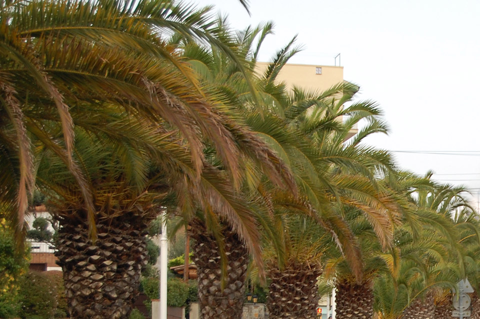 ajmartorelles's tweet image. 🌴 Aquesta propera matinada, tractament fitosanitari contra el 🪲morrut de les palmeres a tres zones de #Martorelles

📅 12 de juliol
🕣 de 03 a 06h
📌 Cr. d'Àngel Guimerà
📌 av. d'en Piera
📌 La Sínia

👉 Més informació a 👇
martorelles.cat/avisos

#Palmeres #Plagues #Morrut