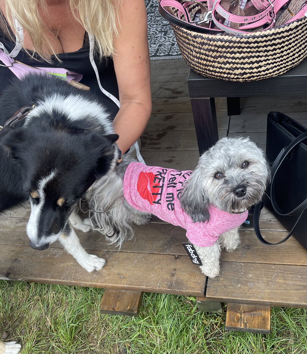 kiwithedoge's tweet photo. Kiwi bought a new shirt at the Falsterbo Horse Show 💕
”Feed me and tell me I’m Pretty”🐾
#FunShopping #KodatheBordercollie #HorseShow #Love #BichonHavanais #FabDog https://t.co/klWbUSWpdD