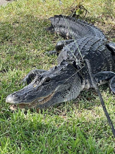 Joseph Sanches tweet media