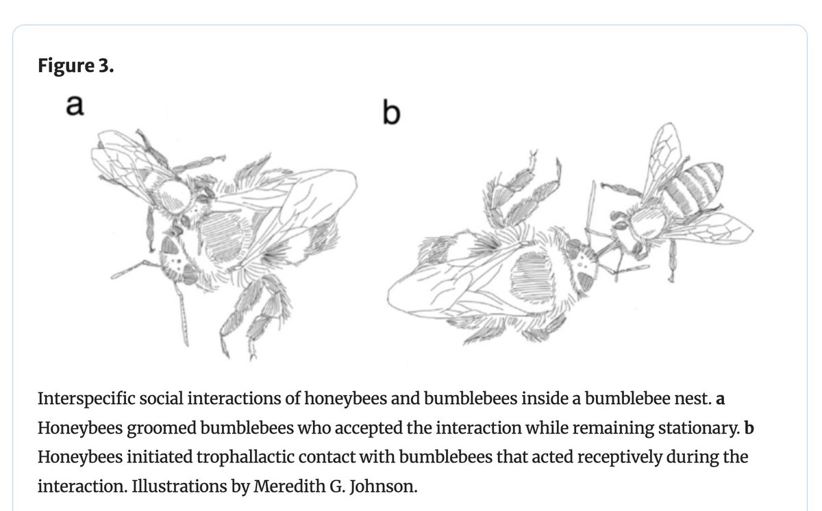 Lars Chittka (@lchittka) on Twitter photo Honeybees as workers in a bumblebee colony ... what kind of cross-species interactions happen? New paper by <a href="/EricRomeroVet/">Eric Romero</a> et al. in <a href="/Apidologie/">Apidologie</a>. Drawing by Meredith Johnson @MeliponiniMere link.springer.com/article/10.100… Honeybees as workers in a bumblebee colony ... what kind of cross-species interactions happen? New paper by <a href="/EricRomeroVet/">Eric Romero</a> et al. in <a href="/Apidologie/">Apidologie</a>. Drawing by Meredith Johnson @MeliponiniMere link.springer.com/article/10.100…