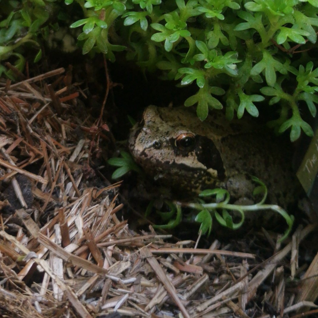 Surrey Docks Farm Wildlife tweet media