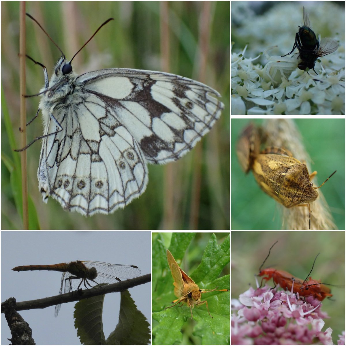 Lot of insects out as the sun shines. Second brood bumblebees around too.  I am seeing a few different species of 🐝.  Crab spiders camouflaged on cow parsley and meadowsweet pucking off flies etc. Lots of beetles, marbled whites aplenty. #InsectThursday #NaturePhotography