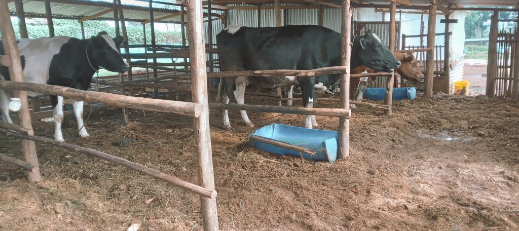 BenChesenge's tweet photo. Manure is one of the most neglected product from the dairy farm. Be smart farmer. I will soon post maize farm whose prep we considered manure.
#smart
#AgribusinessTalk254 https://t.co/vOCv2apfz8