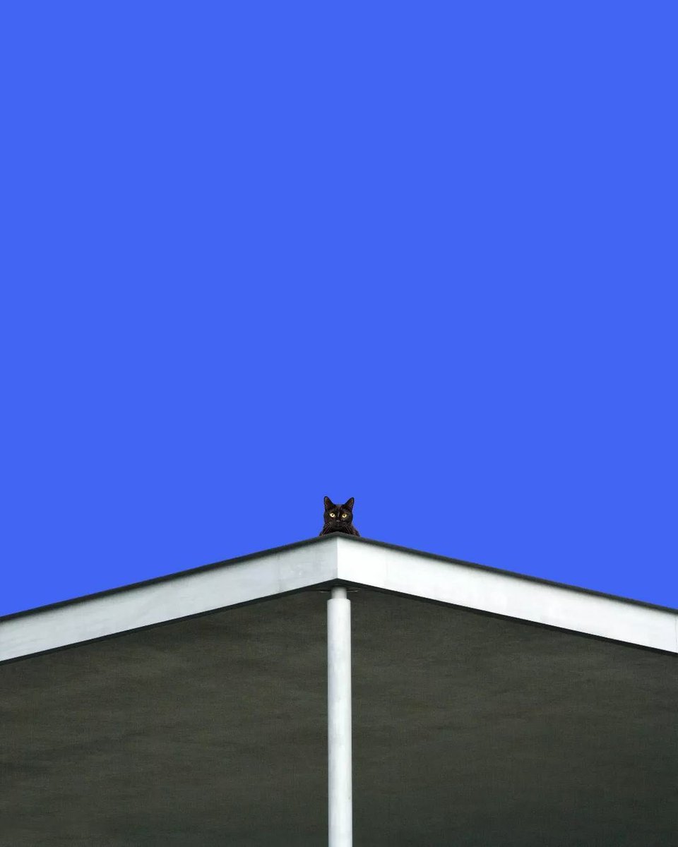 cats with threatening aura (@threateningcat) on Twitter photo 