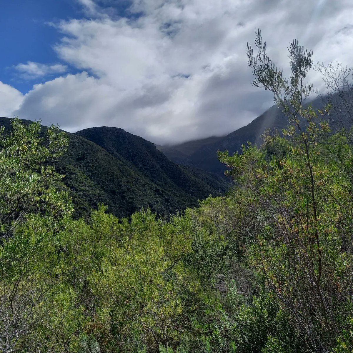 citiesandmemory's tweet photo. Friday's sound of the day! 🎧

A gorgeous melody of birds from a natural reserve in South Africa recorded by @cathboulle is transformed into a spectacular new song by @s_delaplane 💕🌲https://t.co/lugjGn3Vf0 https://t.co/Apn49xp4yQ