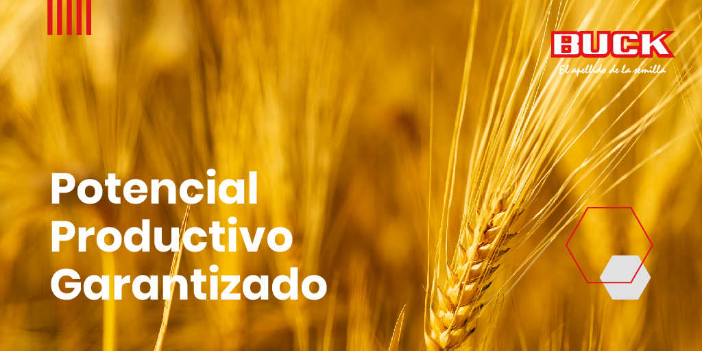 BuckSemillas's tweet photo. Contamos con #10Localidades de #Evaluación en regiones productivas de #Argentina 🇦🇷 y #1Localidad en #Uruguay 🇺🇾 para perfeccionar variedades de #Trigo antes de su lanzamiento comercial.

¡Visitanos! en https://t.co/8nHRRU678X 🌱 https://t.co/zkbmy0zf9C