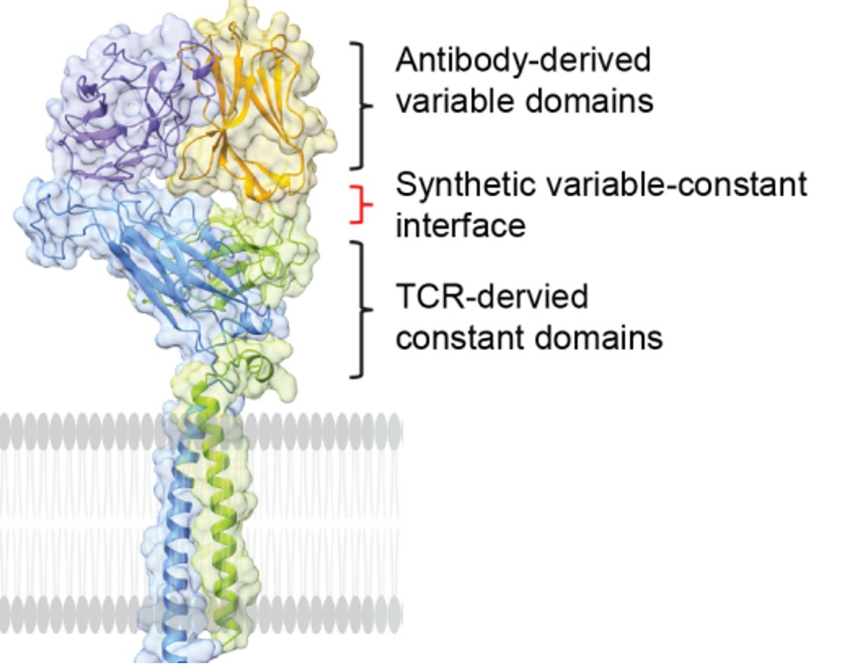 Elizabeth McKenna (@elizsmckenna) on Twitter photo Now online in <a href="/CD_AACR/">Cancer Discovery</a>: Rational Protein Engineering to Enhance MHC-independent T Cell Receptors - by Ju-Fang Chang, <a href="/NathanSinghLab/">Nathan Singh</a>, and colleagues doi.org/10.1158/2159-8… <a href="/WUSTLmed/">Test Account</a> Now online in <a href="/CD_AACR/">Cancer Discovery</a>: Rational Protein Engineering to Enhance MHC-independent T Cell Receptors - by Ju-Fang Chang, <a href="/NathanSinghLab/">Nathan Singh</a>, and colleagues doi.org/10.1158/2159-8… <a href="/WUSTLmed/">Test Account</a>