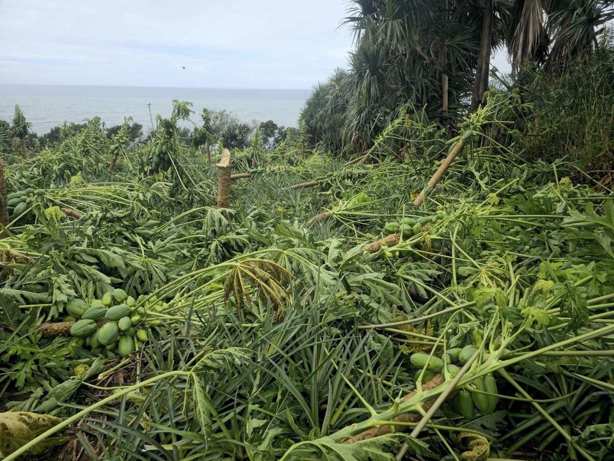 outremers360's tweet photo. #LaRéunion : après le passage du #cycloneBelal, 13 millions d'euros pour les sinistrés et 5 millions pour les collectivités versés par l'Etat
➡️https://t.co/eWr9nklPk3
➡️ Le Fonds de Secours Outre-mer (#FSOM) a été activé immédiatement après une première évaluation des dégâts validée début février par le ministère des #Outremer. En seulement cinq mois, le processus d'indemnisation a été accéléré, contrastant fortement avec les délais habituels de douze mois.