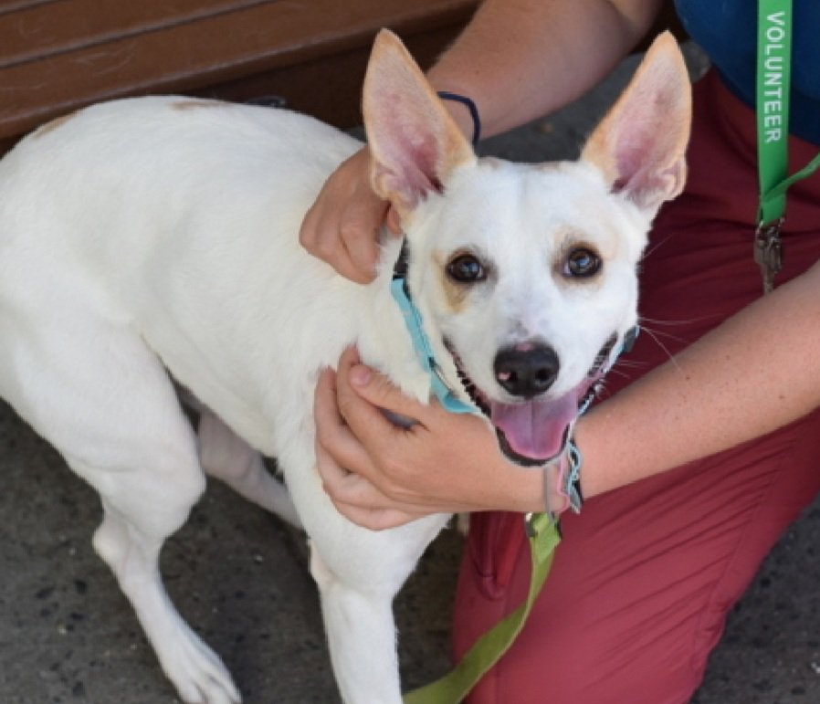 LisaBrabson's tweet photo. COSMO #197881 just turned 1yo,at scary shelter, when he should b cherished in a loving home!
Save this sweet baby,watch his video,in original tweet. He is adorable,he pays no attention to his stiff legs, because he is happy to b Alive β€οΈPLZ #ADOPT #FOSTER #PLEDGE #Pleasrt https://t.co/JsEjZL15qt