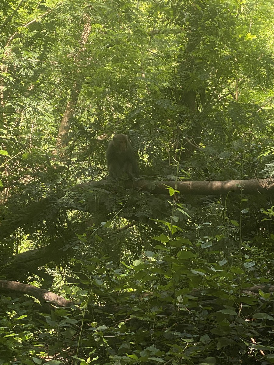 Research stay at NSYSU, not sure about the research part but many cute monkeys 🐒