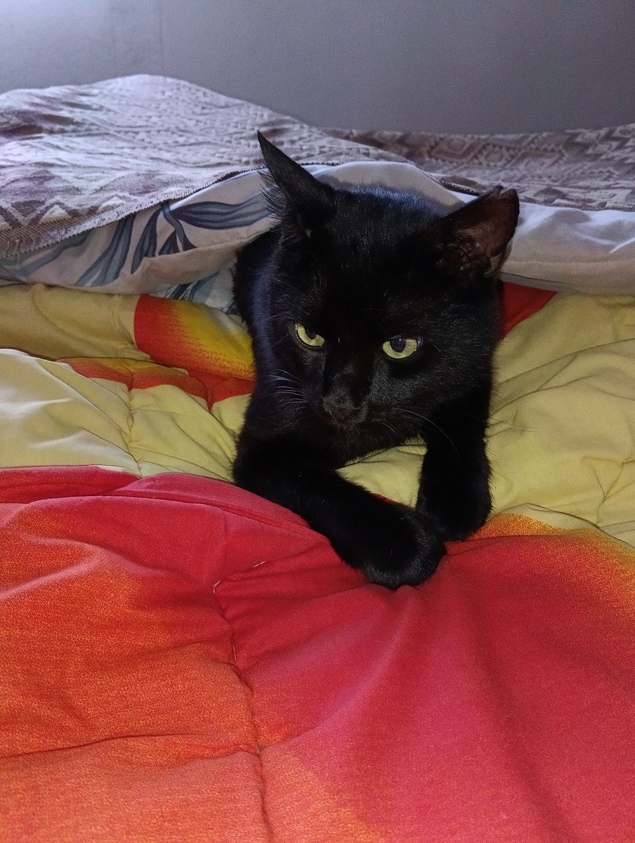 Ārā lietus līst. Kurš gan labprātīgi tāda laikā listu ārā no segas apakšas? Ņau!