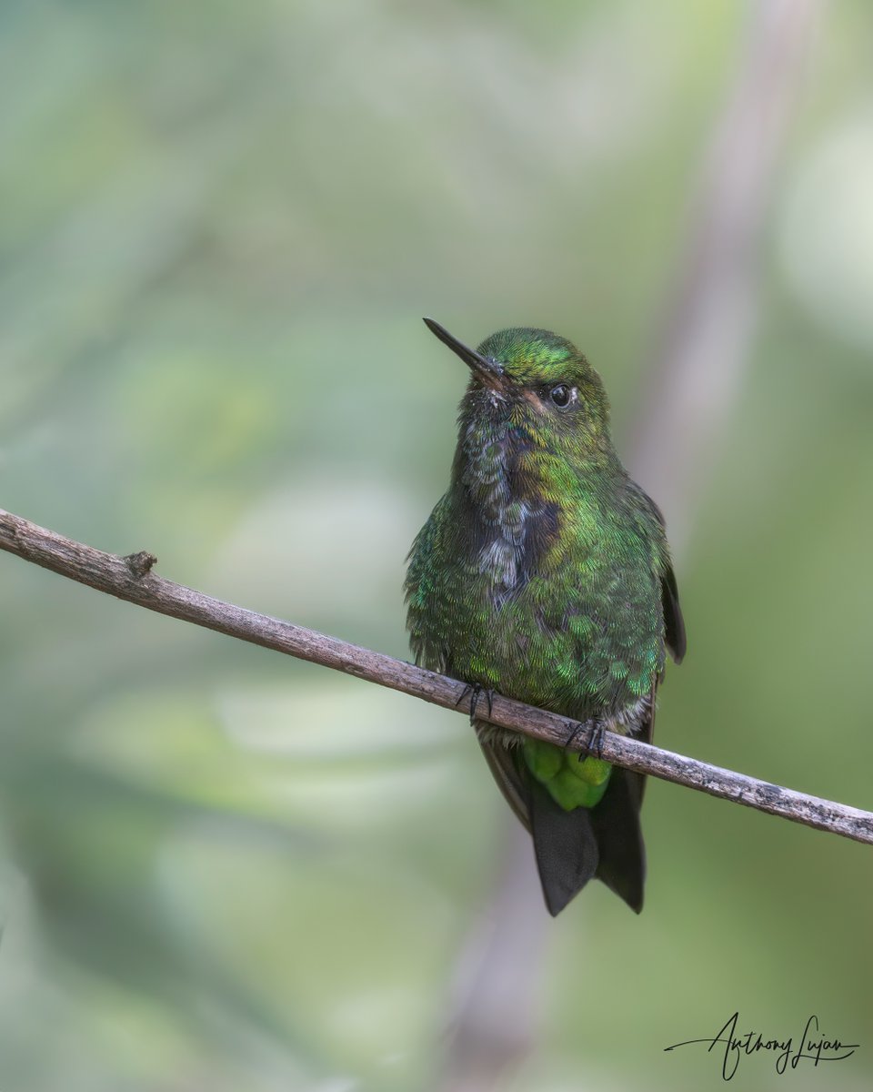anthonylujan's tweet photo. Black-thighed Puffleg
Eriocnemis derbyi
IUCN status - Least Concern
Sony A1 - Sony 300mm - 2x teleconverter

#blackthighedpuffleg #puffleg #hummingbird #colibrí #beijaflor #picaflor #hummingbirds #nature #naturephotography #sonya1 https://t.co/XKWfdS7vbi