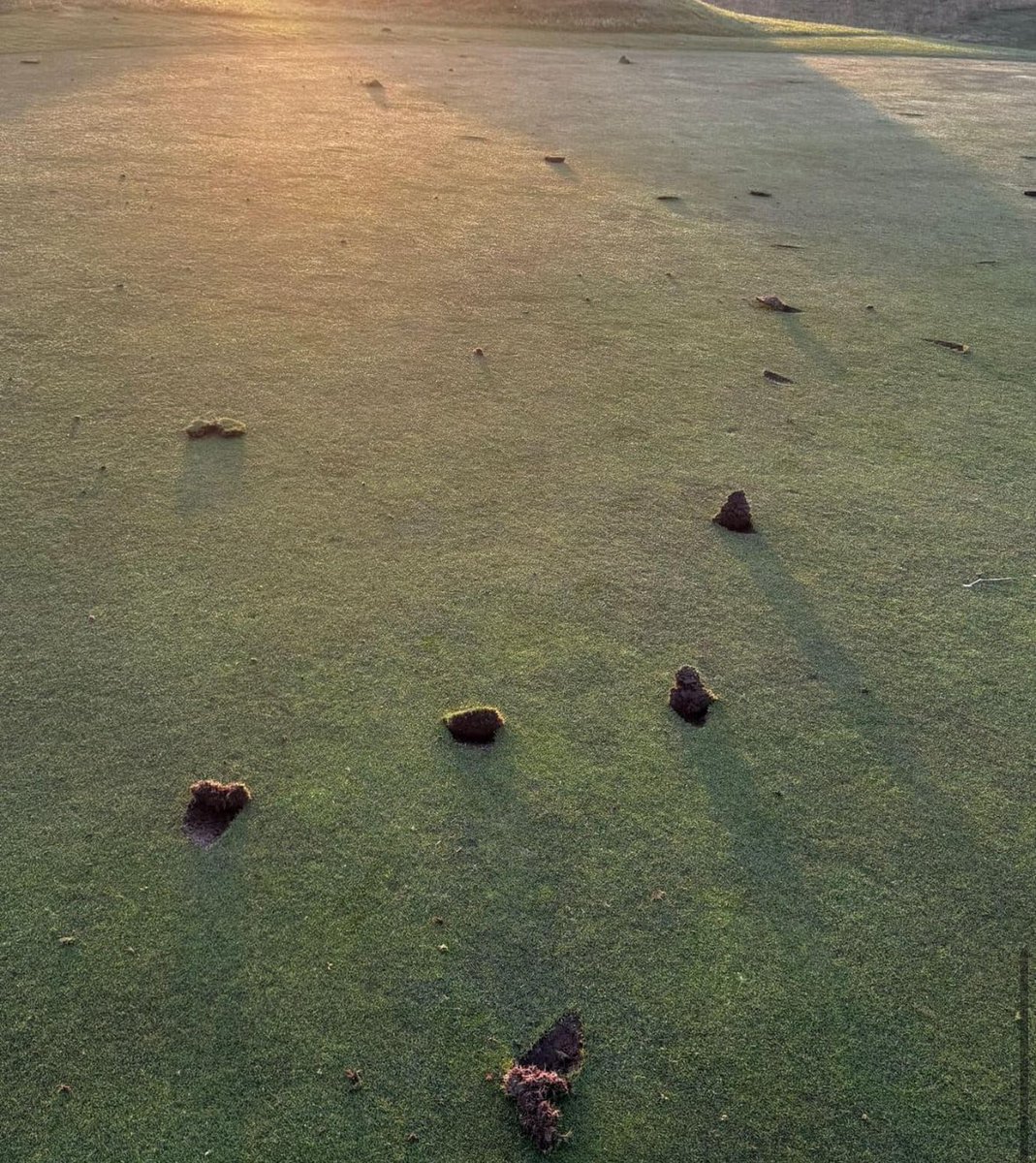 Rick Golfs tweet media