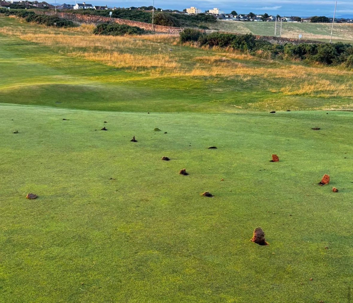 Rick Golfs tweet media