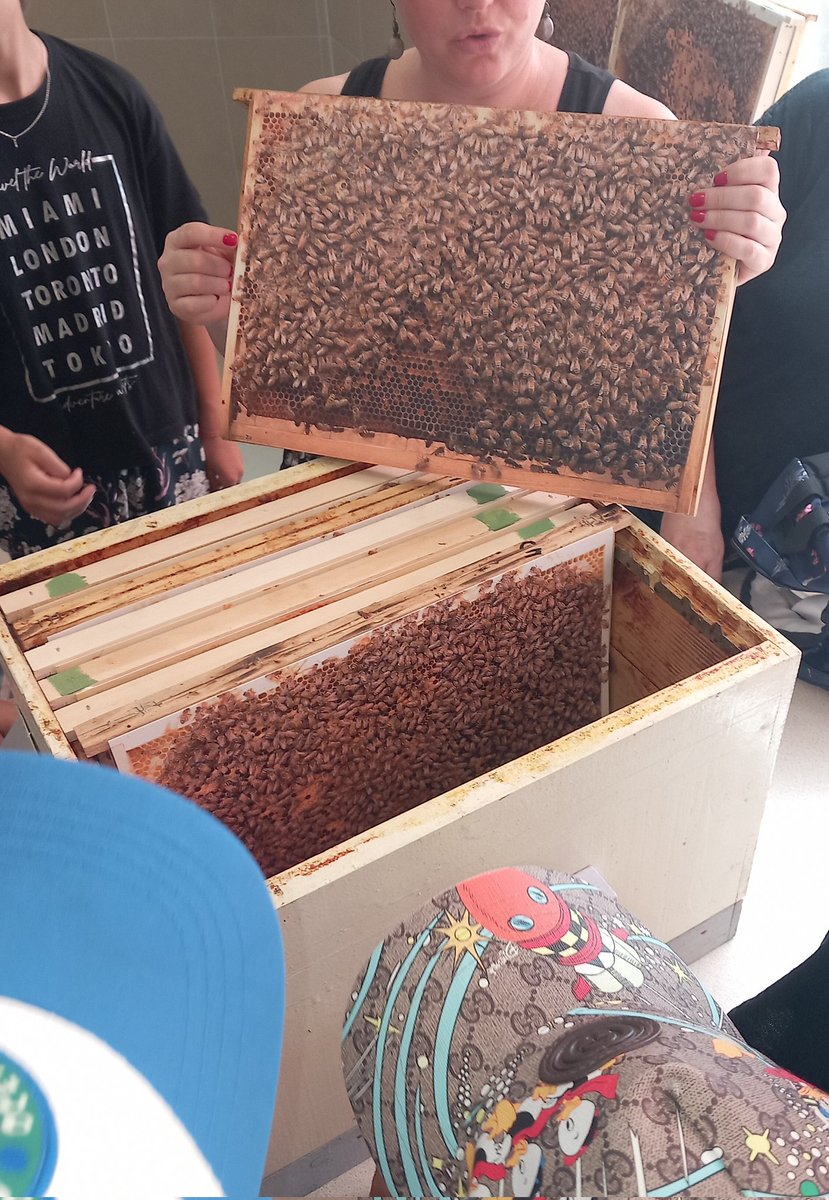 Atelier apiculture pour les élèves de l'école ouverte : découverte d'une ruche pédagogique afin de mieux comprendre le fonctionnement de la véritable ruche installée au collège #E3D
