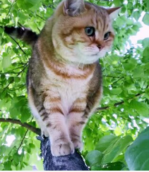 marillion13's tweet photo. XOXO on my public Facepoop timeline I uploaded 30 new cat screenshots, previously I´d always tweeted all of them too, but due to the latest @Twitter "support" blockings ("to prevent scam") & harassment not anymore, I do not dare anymore.
#FCKElonMusk #FCKTwitter #TwitterDown. https://t.co/DwoTfz68I9