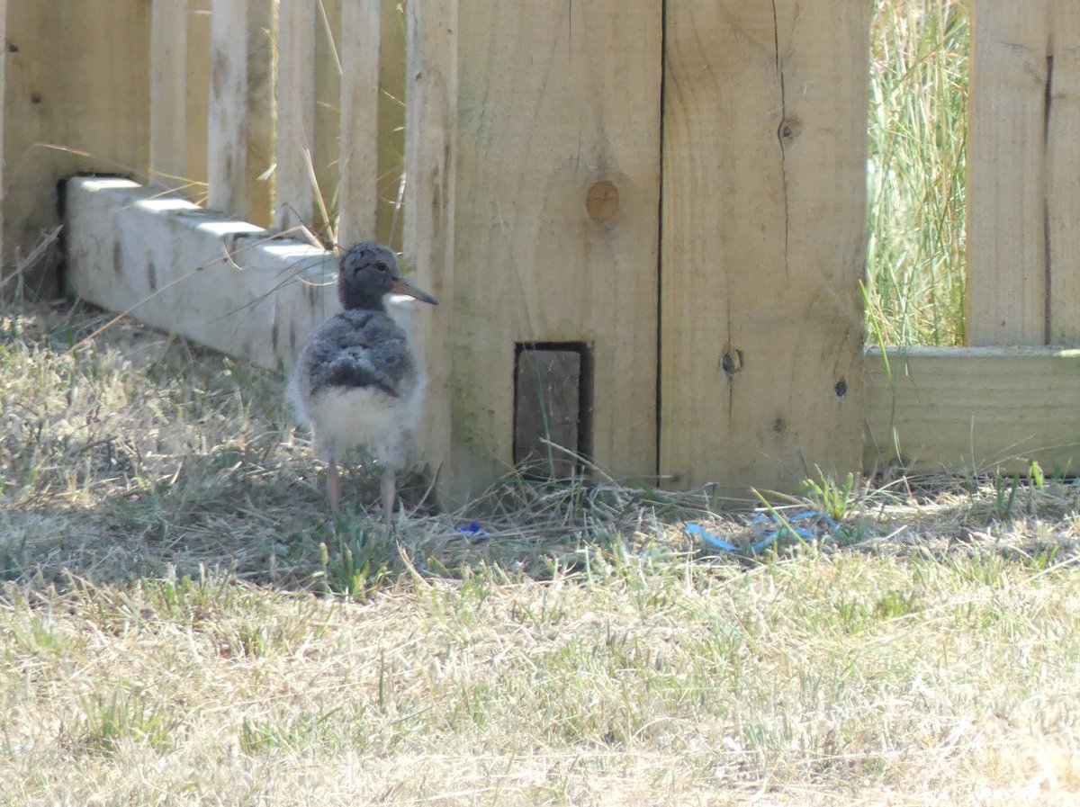 Oh, there's a big wild world outside this Oystercatcher nest box! 🥰 LIFE on the Edge has been trialling Oystercatcher nest boxes this year on the Solent, working with Calshot Activities Centre and local volunteer Andy. It's been a successful trial! 🧵1/
