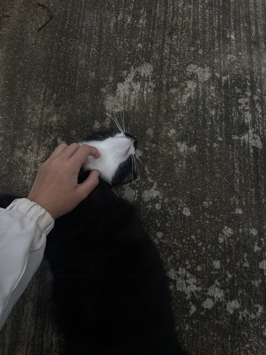 m9asnq's tweet photo. 🐈‍⬛ https://t.co/kTGSesCWHd