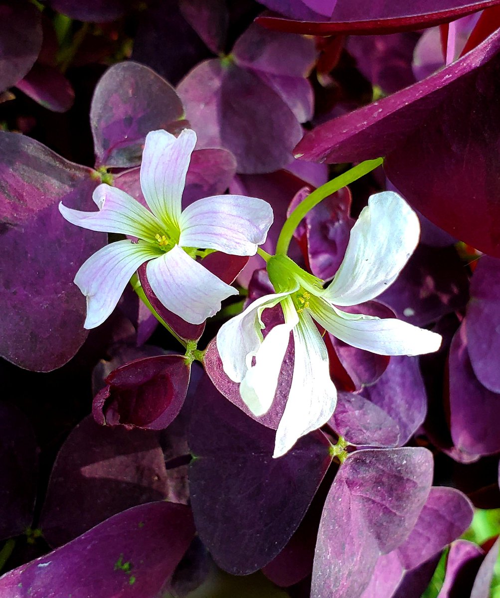 neeru0612's tweet photo. Share a pair!
#Oxalis https://t.co/5DQq3kpDSM