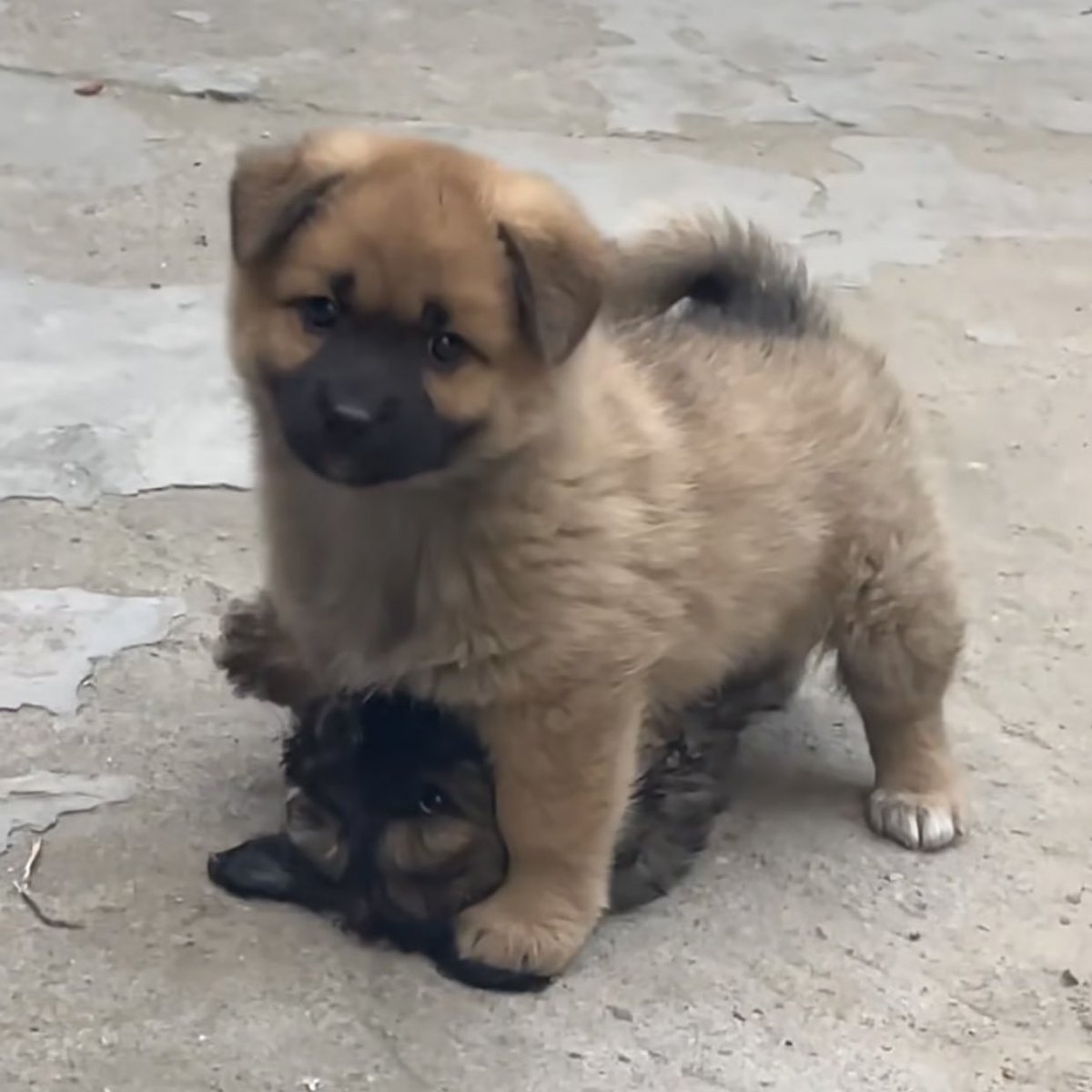 takemybear 🐶 tweet media