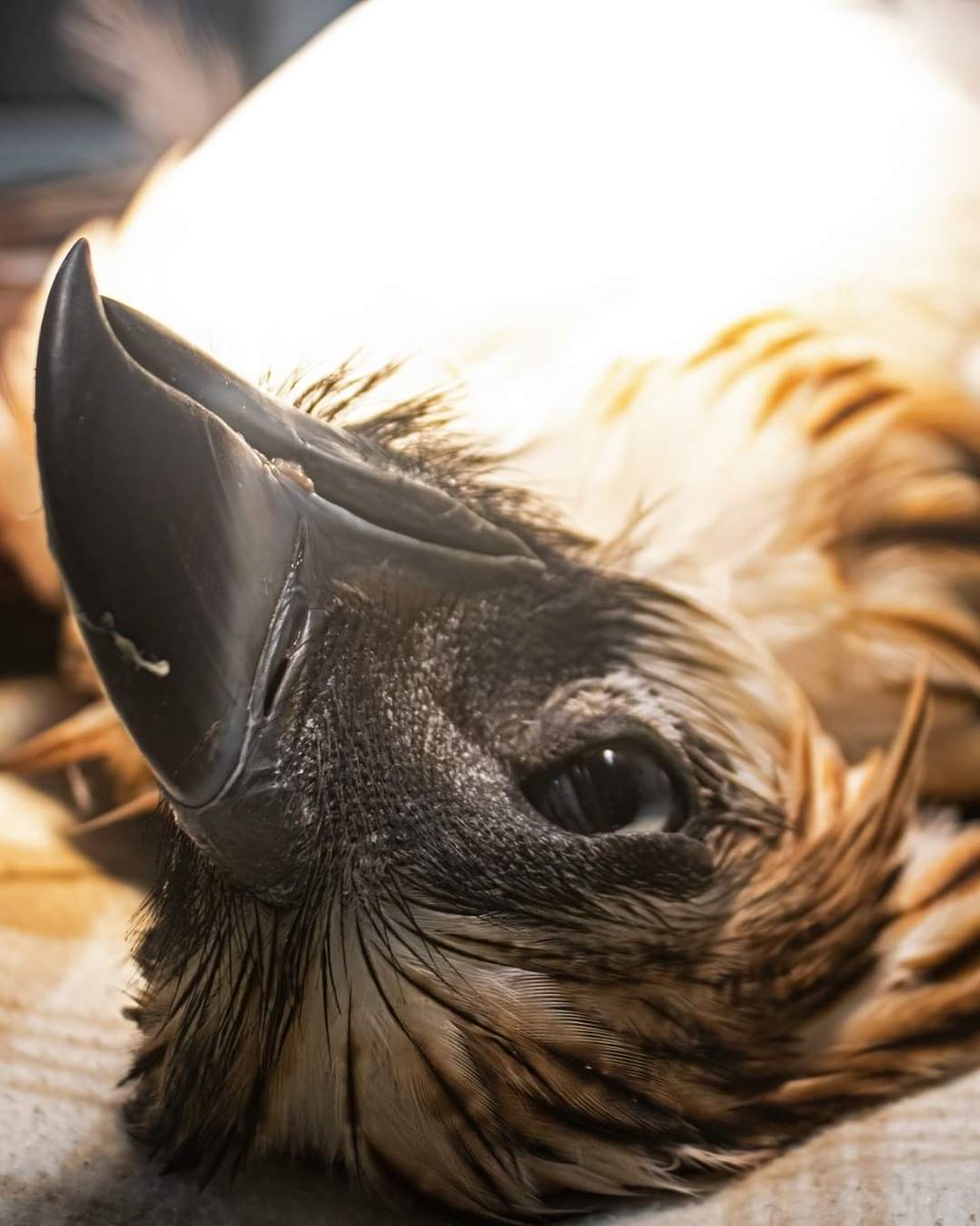 Not my photo. Viral now.

Philippine Eagle. Mangayon is the name. Dead. Bullet from an improvised gun.

Happens under a govt whose dept of environmt is busy granting permits to reclaim the sea, to mine our mountains &amp; to build resorts on what little forest is left on our islands-